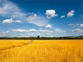 創(chuàng)新引領(lǐng)，綠色儲(chǔ)糧